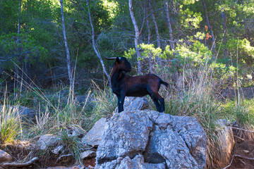 Wild goat standing on a rock in a Mediterranean forest.