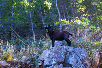 Wild goat standing on a rock in a Mediterranean forest.