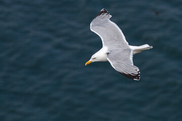 European Herring Gull (Larus argentatus) in flight over sea.