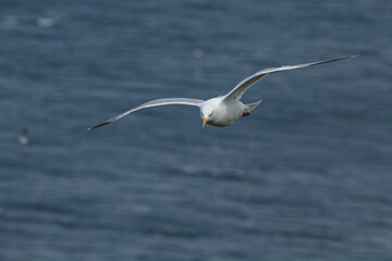 European Herring Gull (Larus argentatus) in flight over sea.