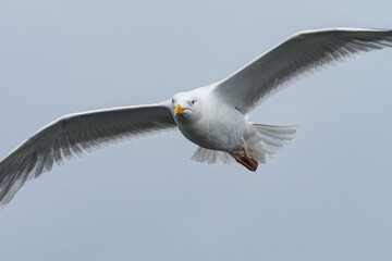 European Herring Gull (Larus argentatus) in flight over sea.