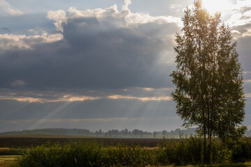 sunset over the field © talavietis