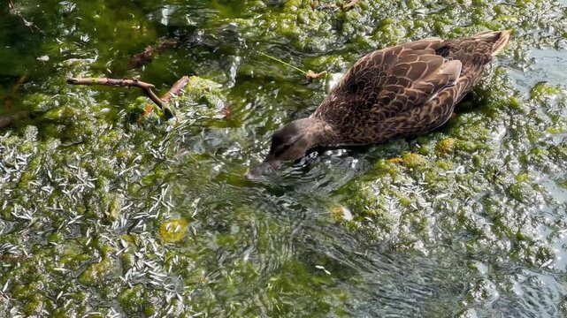 Female mallard duck feeding on small dead fish in algae-rich waters of Lagoone Lake, Vancouver