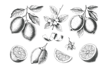 Fine line botanical lemons with flowers in vintage engraving style.