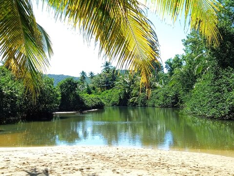 Un palmier sur la plage de sable blanc devant l'&eacute;tang