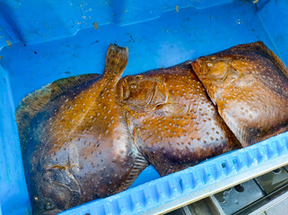 Freshly caught flatfish in a blue container