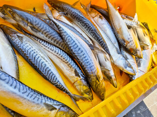 Fresh catch of silver fish in a yellow container