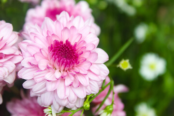 close up of pink chrysanthemum flowers with negative space. floral background.