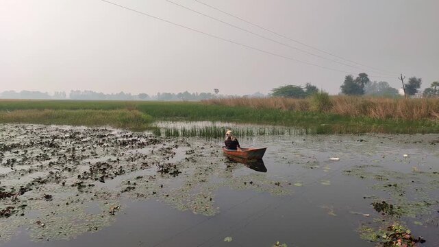 water chestnut farming in pond with boat | water chestnut farming in india 