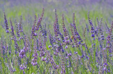 Pszczoła na łące z Lawendą 2025