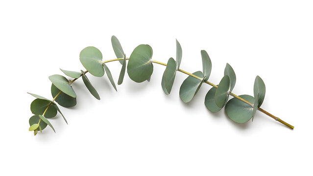 Eucalyptus branch with green leaves on white background, isolated botanical element