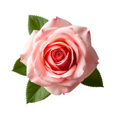 pink rose isolated on transparent background