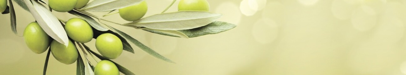 Panoramic branch of fresh green olives with leaves on a soft sunny background