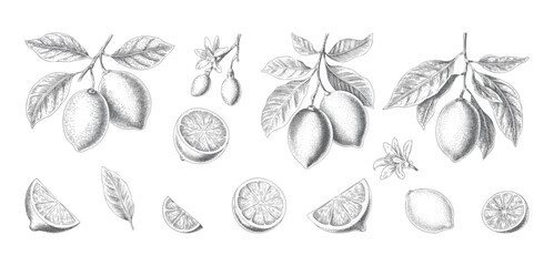 Fototapeta premium Antique lemon branches with leaves, flowers, and sliced citrus forms.
