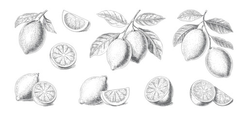 Antique lemon branches with leaves, flowers, and sliced citrus forms.