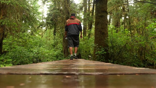 Peaceful wooden boardwalk winding through verdant vancouver island rainforest, offering immersive journey amid lush temperate wilderness landscape