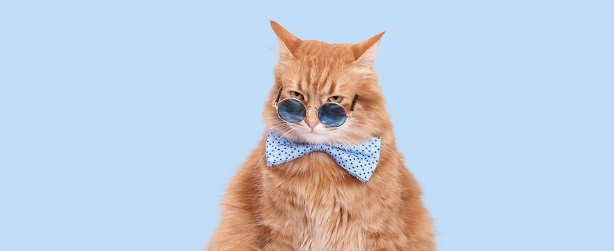 Cool ginger cat wearing round sunglasses and a blue bow tie on light blue background. Stylish studio pet portrait perfect for memes, advertising, branding, social media and playful creative projects.