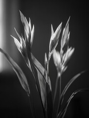 Backlit Wild Grass Spikelets in Black and White. AI generative