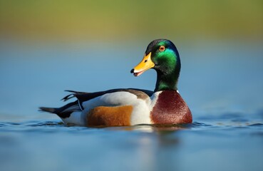 Obraz premium Male mallard duck swims on blue water with green and yellow background. Bright plumage bird with orange beak looks to the side, ripples around its body.