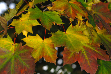 Ahorn,  Spitz-Ahorn,  Acer platanoides