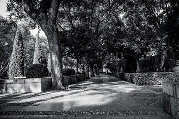 Tree-lined walkway in a Mediterranean urban park with sunlight and shadows. Calm green path ideal for relaxation and nature walks.