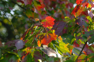 Ahorn, Rot-Ahorn, Acer rubrum