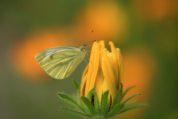 Colorful batterfly sitting on flower