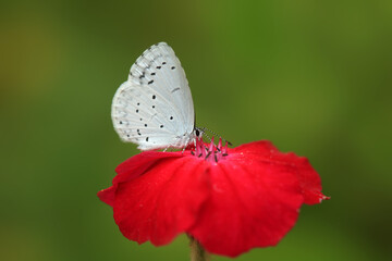 Colorful batterfly sitting on flower