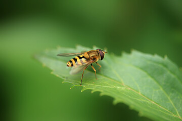 Bee sitting on flower in the garden