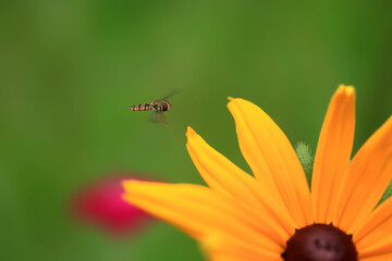 Bee sitting on flower in the garden