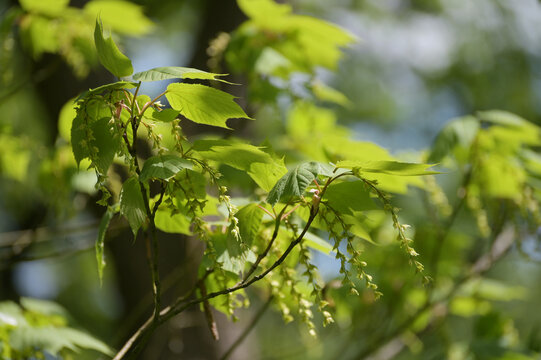 Amerikanischer Streifen-Ahorn, Acer pensylvanicum