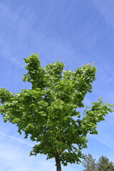 Fototapeta premium Ahorn, Chinesischer Waldahorn, Chinesischer Spitzahorn, Acer truncatum, Pacific Sunset