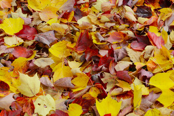 Herbstlaub, Herbstblätter
