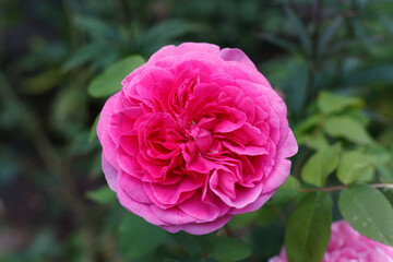 Close-up of a vibrant pink rose in full bloom against a soft green garden background, ideal for floral, beauty, and romantic concepts.
