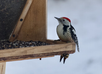 woodpecker at  winter time 