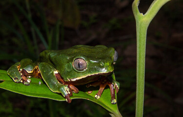 green tree frog