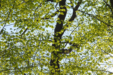 Fototapeta premium Buche, Gemeine Buche, Rot-Buche, Fagus sylvatica L.
