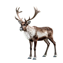 Reindeer poses majestically in isolation