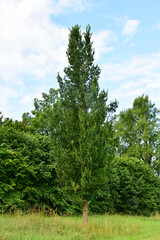 Fototapeta premium Buche, Säulenbuche, Fagus sylvatica `Dawyck