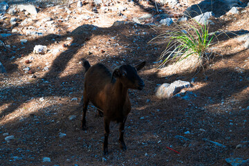 Goat standing in a rural Mediterranean landscape with forest shadows and rocky ground.