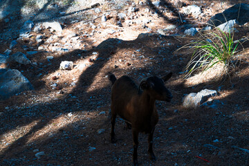 Goat standing in a rural Mediterranean landscape with forest shadows and rocky ground.