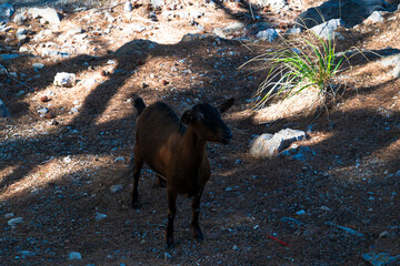 Goat standing in a rural Mediterranean landscape with forest shadows and rocky ground.