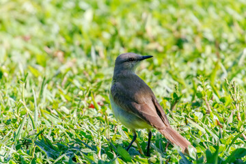 Cattle Tyrant (Machetornis rixosa) standing in green grass under sunlight. Gray-brown plumage and yellowish belly. Fauna, nature, wildlife.
