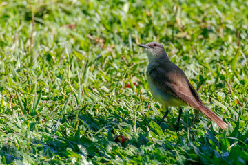 Cattle Tyrant (Machetornis rixosa) standing in green grass under sunlight. Gray-brown plumage and yellowish belly. Fauna, nature, wildlife.