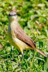 Vertical frontal portrait of Cattle Tyrant (Machetornis rixosa) standing in green grass. Gray-brown plumage and yellowish belly. Fauna, nature, wildlife.