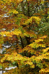 Buche,  Gemeine Buche,  Rot-Buche,  Fagus sylvatica L., Kronoberg