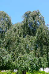 Fototapeta premium Buche, Trauerbuche, Hänge-Buche, Fagus sylvatica f. pendula