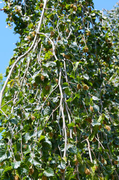 Buche, Trauerbuche, H&auml;nge-Buche,  Fagus sylvatica f. pendula