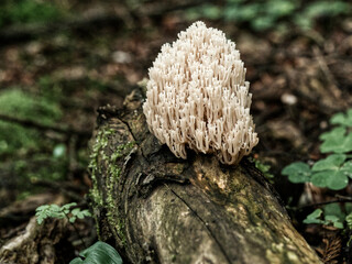 Owocniki Koralówki strojnej (Ramaria formosa) kształtem przypominają egzotyczne rafy koralowe.