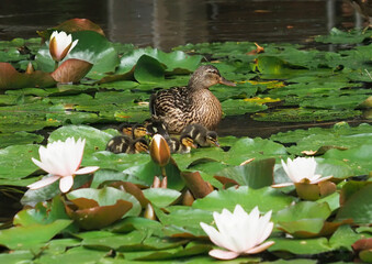 Female mallard and ducklings lake with water lilies, wild duck, Anas platyrhynchos